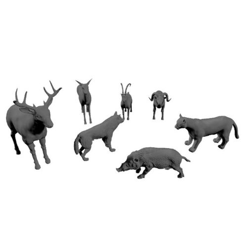 Medium-sized forest animals